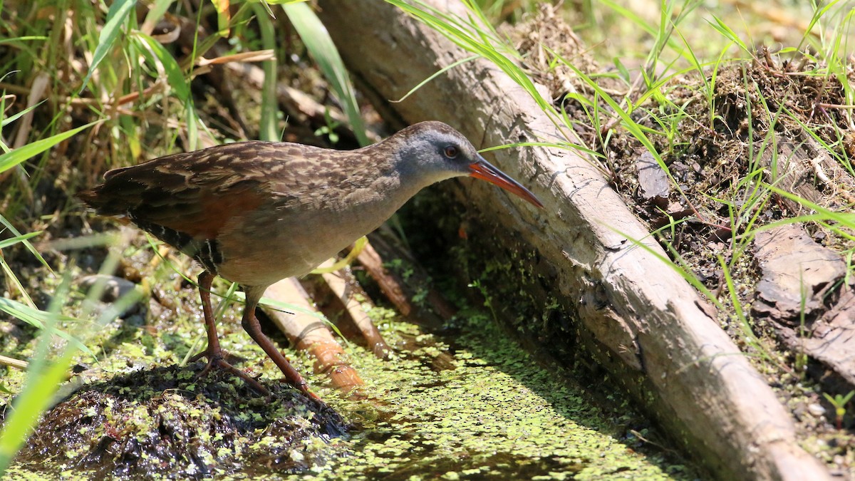 Virginia Rail - ML638555752