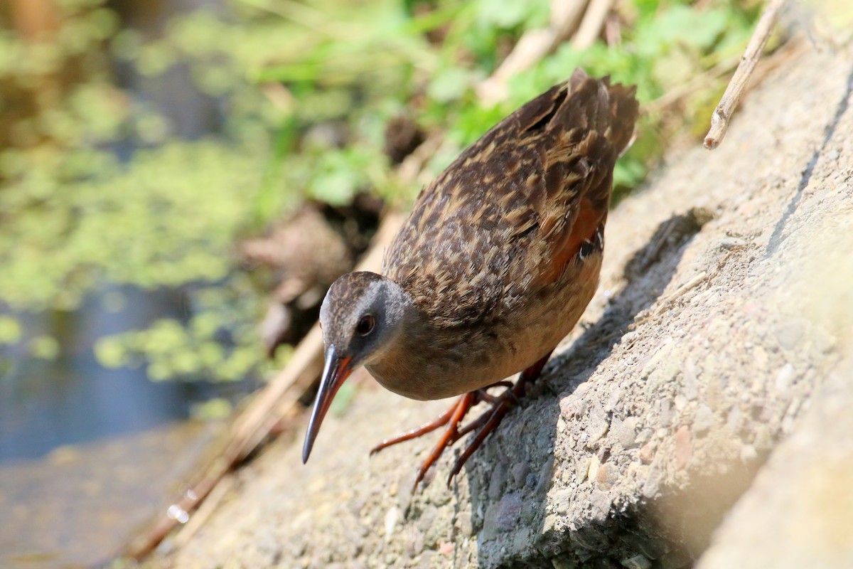 Virginia Rail - ML638555753