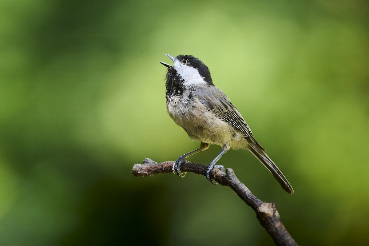 Carolina Chickadee - ML638555773