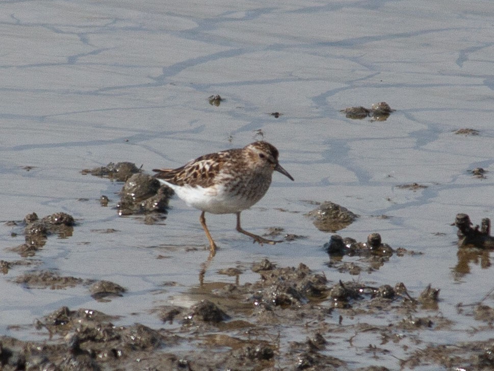 Least Sandpiper - ML638555777