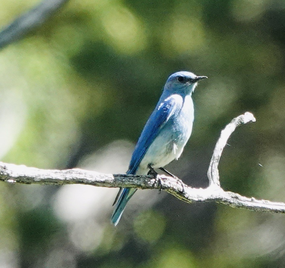 Mountain Bluebird - ML638555807