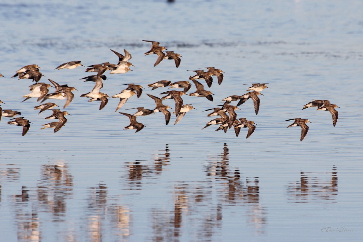 Pectoral Sandpiper - ML638555817
