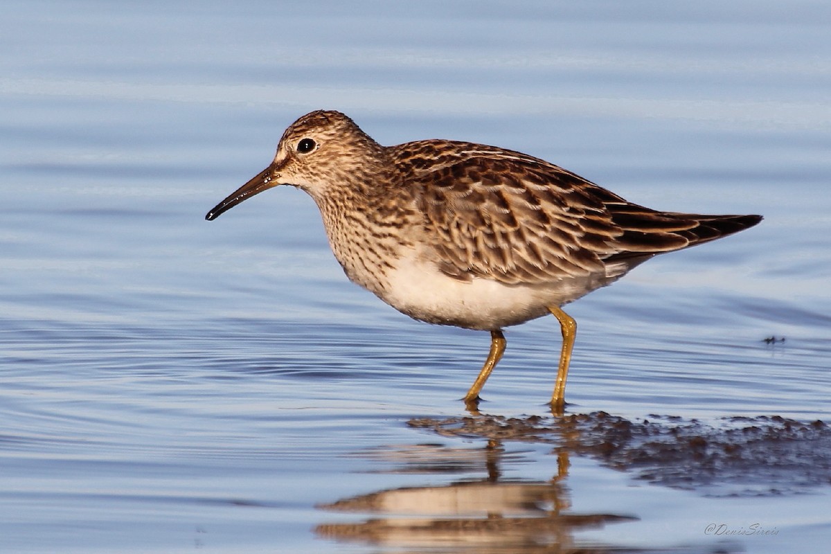 Pectoral Sandpiper - ML638555818