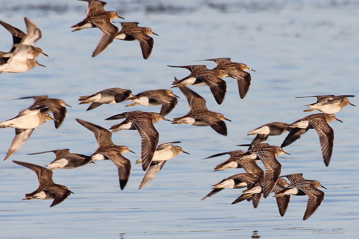 Pectoral Sandpiper - ML638555819
