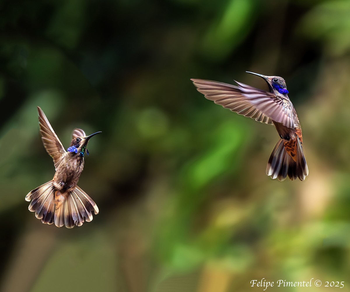 Brown Violetear - ML638555823