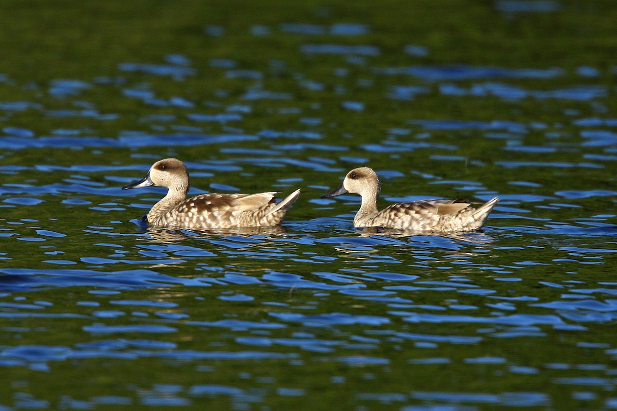 Marbled Duck - ML638555839