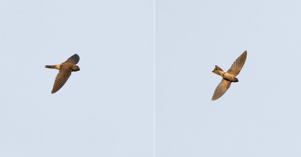 White-nest Swiftlet - ML638555847