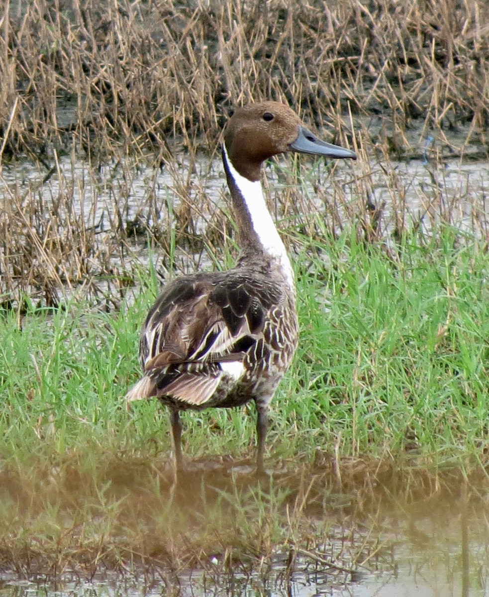 Northern Pintail - ML638555850