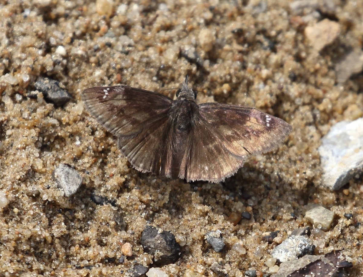 Wild Indigo Duskywing - ML638555852