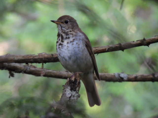 Hermit Thrush - ML638555867