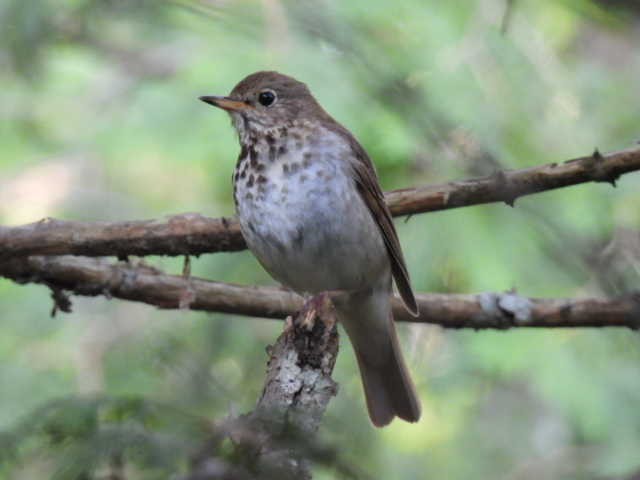 Hermit Thrush - ML638555868