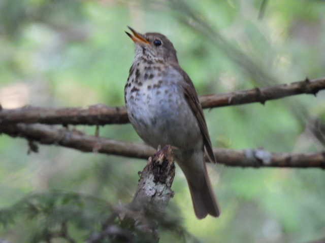 Hermit Thrush - ML638555869