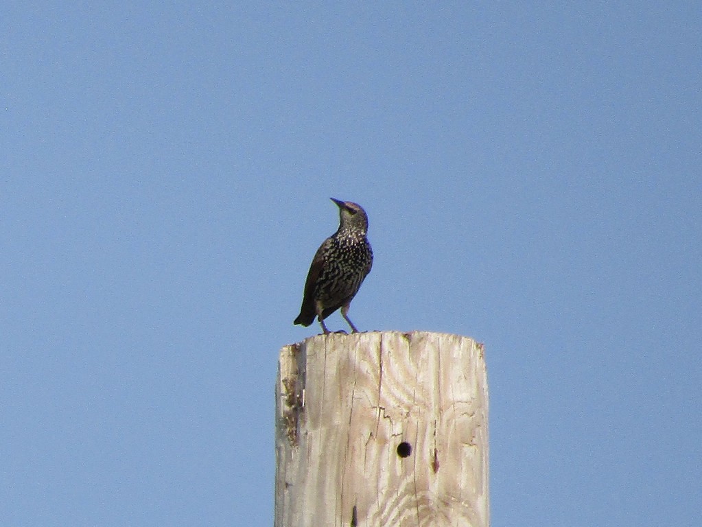European Starling - ML638555872