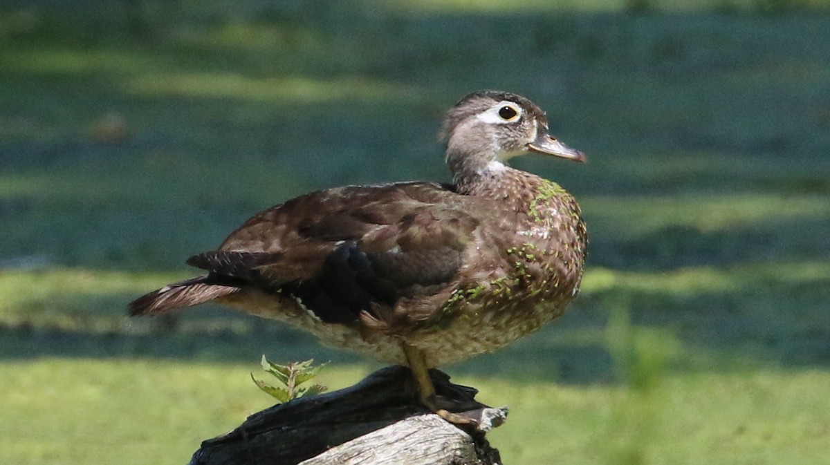 Wood Duck - ML638555879