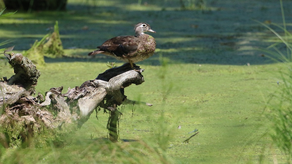 Wood Duck - ML638555880