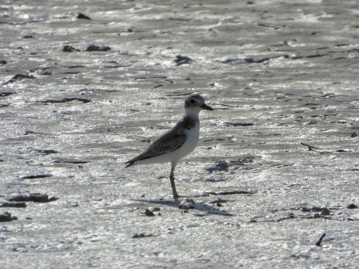 Wilson's Plover - ML638555889