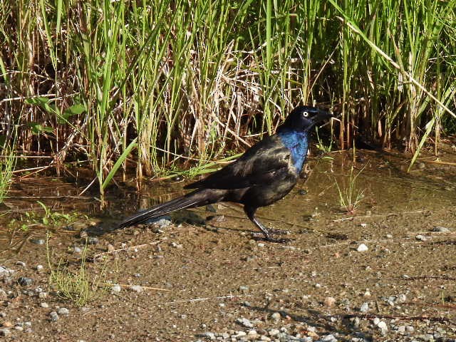 Common Grackle - ML638555899