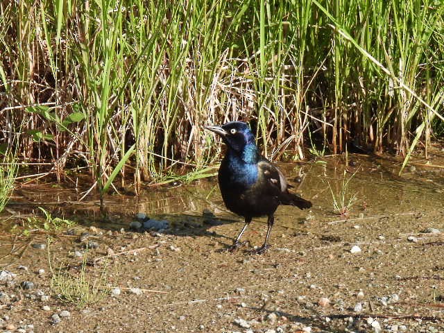 Common Grackle - ML638555900