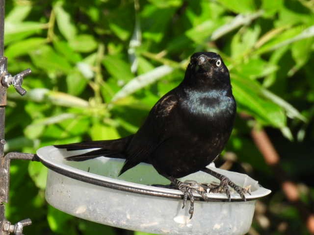 Common Grackle - ML638555901