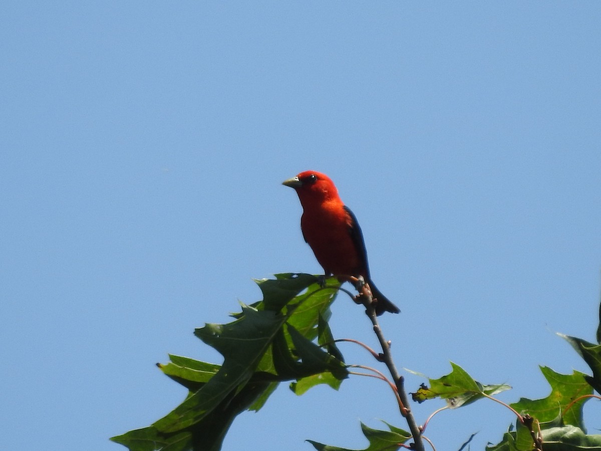Scarlet Tanager - ML638555911