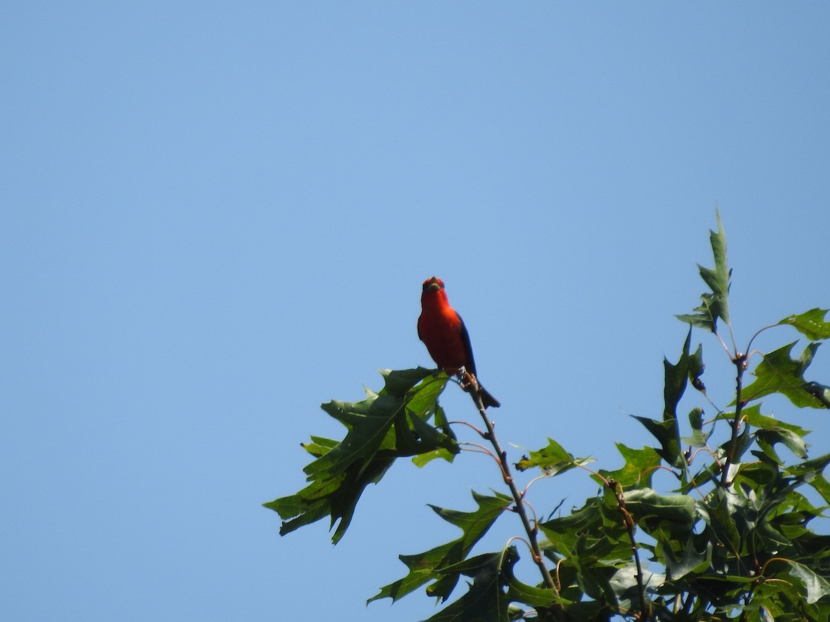 Scarlet Tanager - ML638555912
