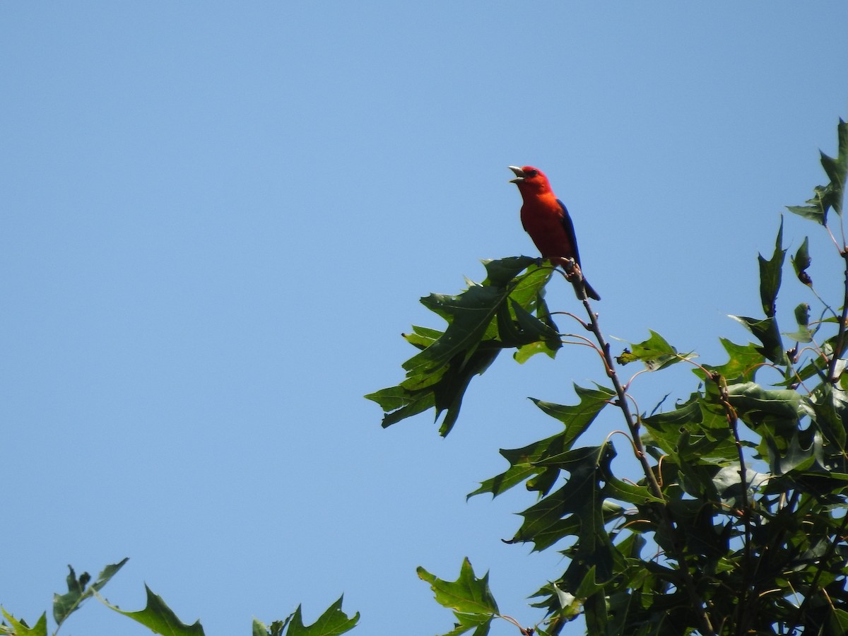 Scarlet Tanager - ML638555913