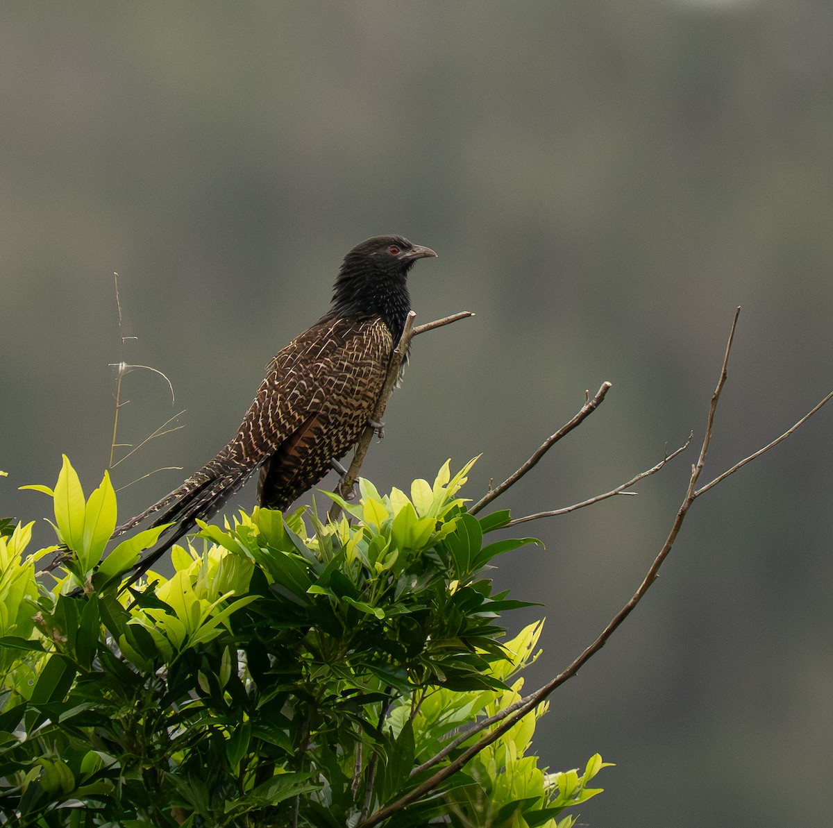 Pheasant Coucal - ML638555937