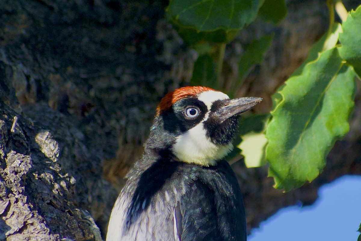 Acorn Woodpecker - ML638556004