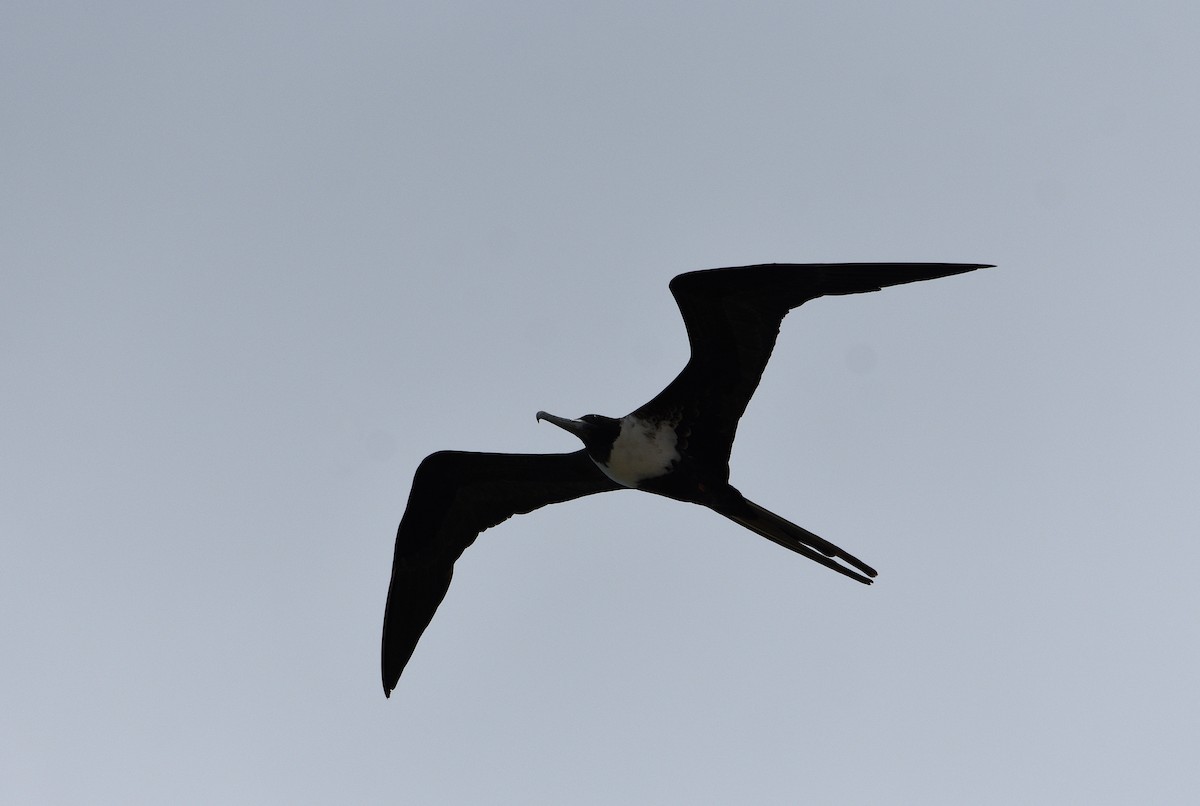 Magnificent Frigatebird - ML638556016