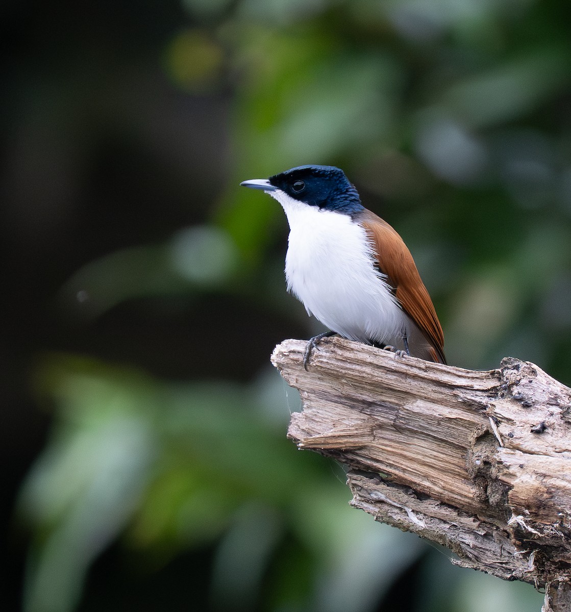 Shining Flycatcher - ML638556025