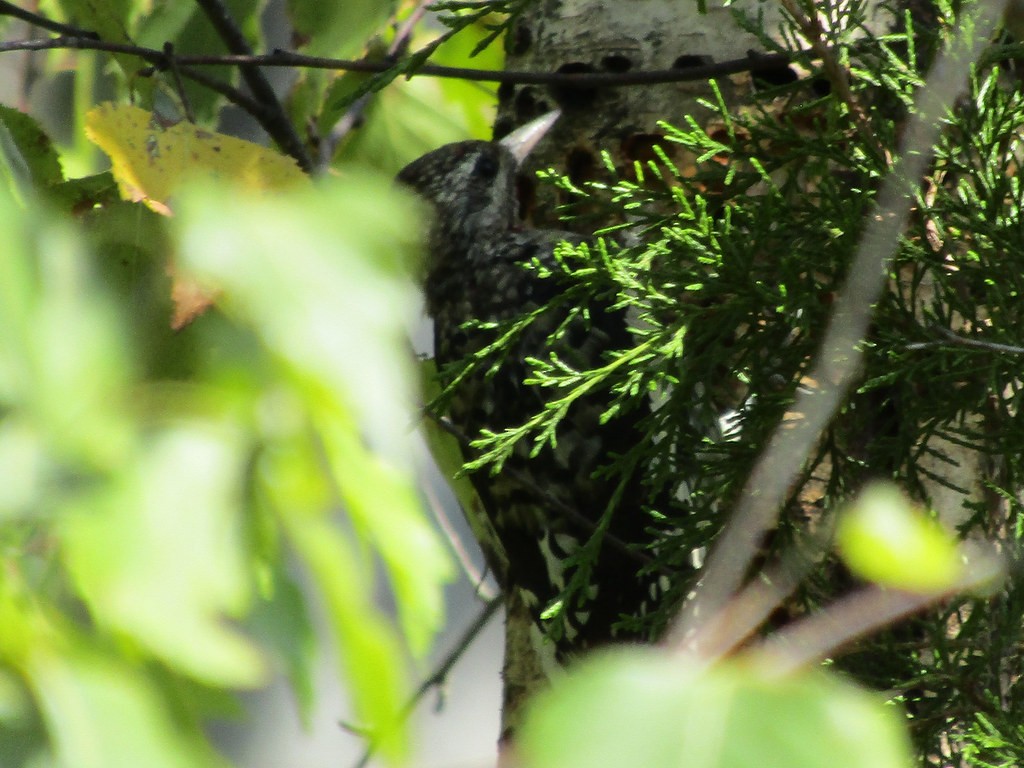 Yellow-bellied Sapsucker - ML638556026