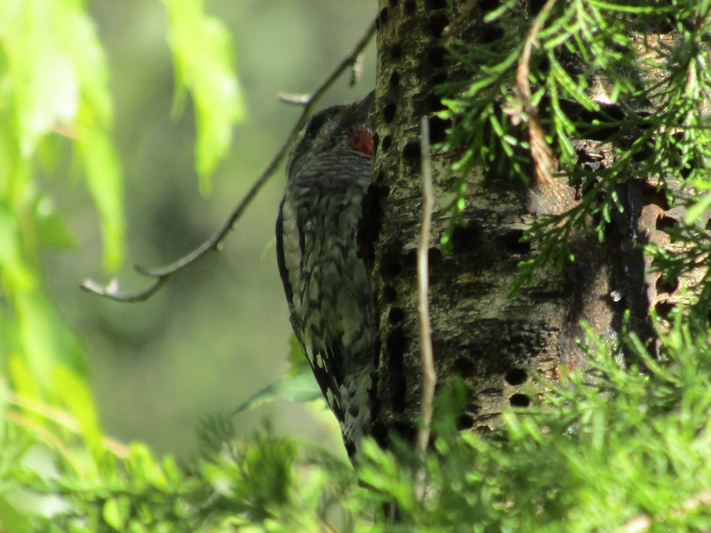 Yellow-bellied Sapsucker - ML638556027