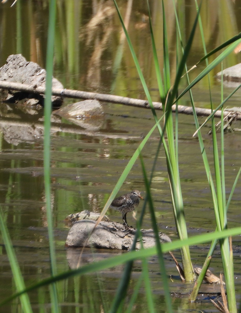 Spotted Sandpiper - ML638556038