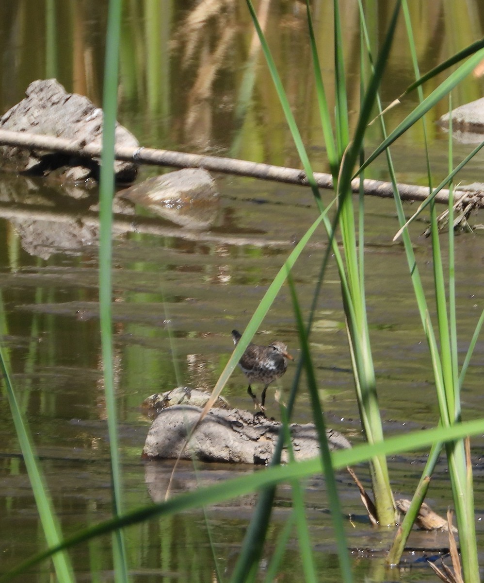 Spotted Sandpiper - ML638556039