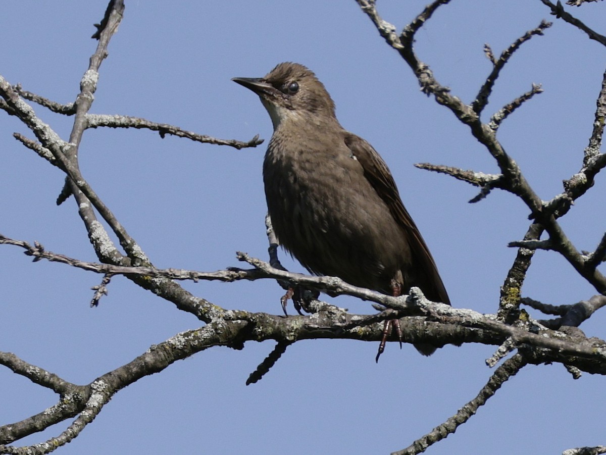 European Starling - ML638556065