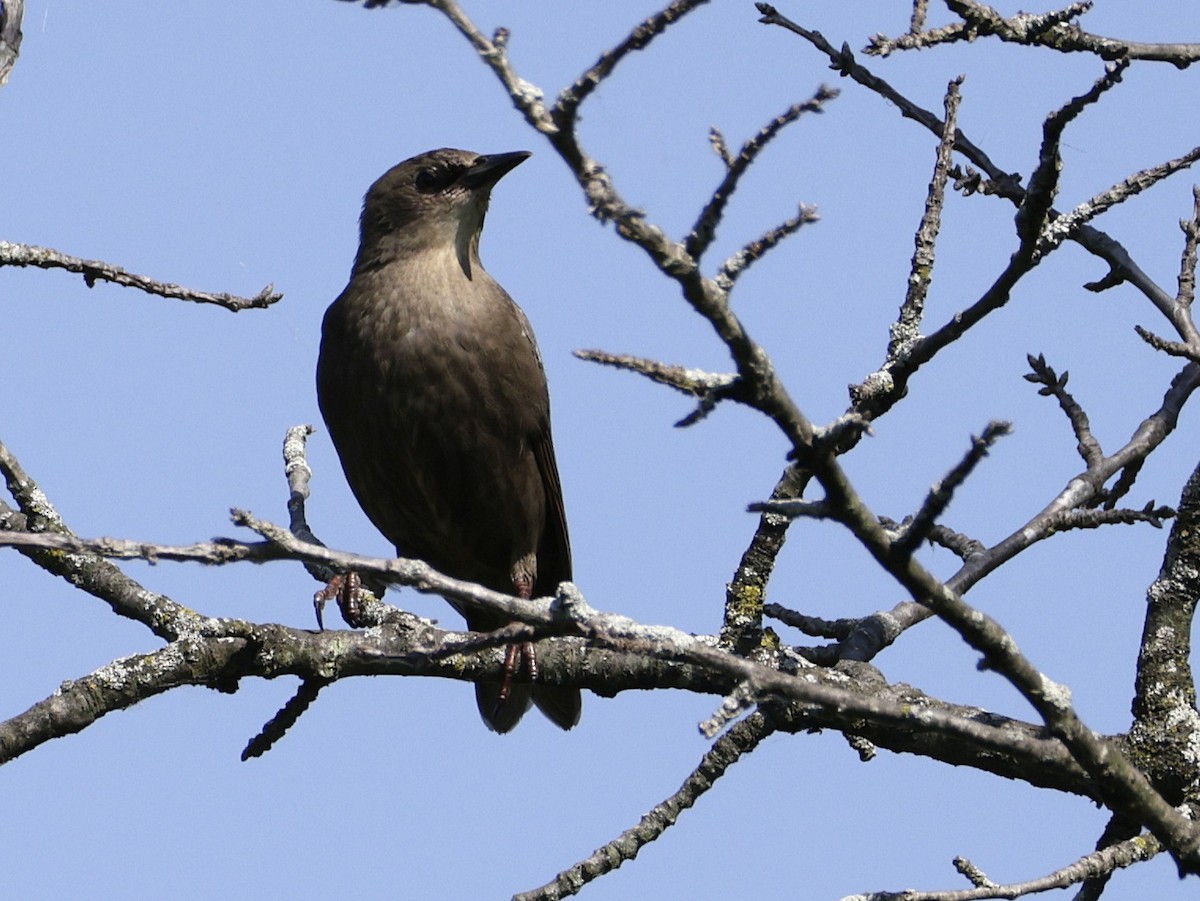 European Starling - ML638556067