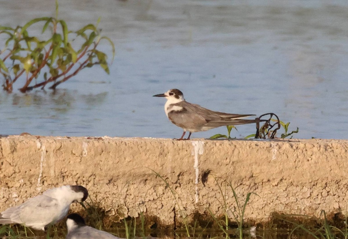 Black Tern - ML638556069