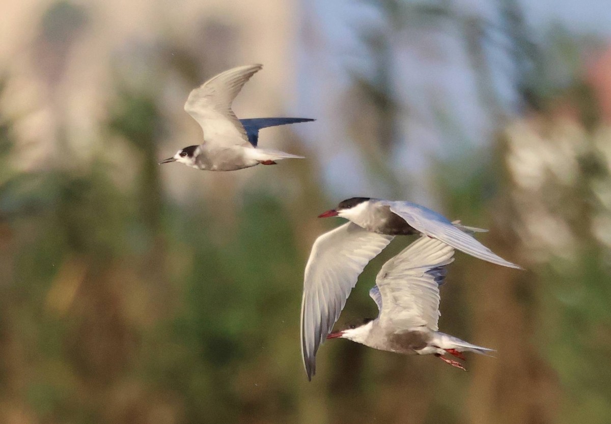 Black Tern - ML638556073