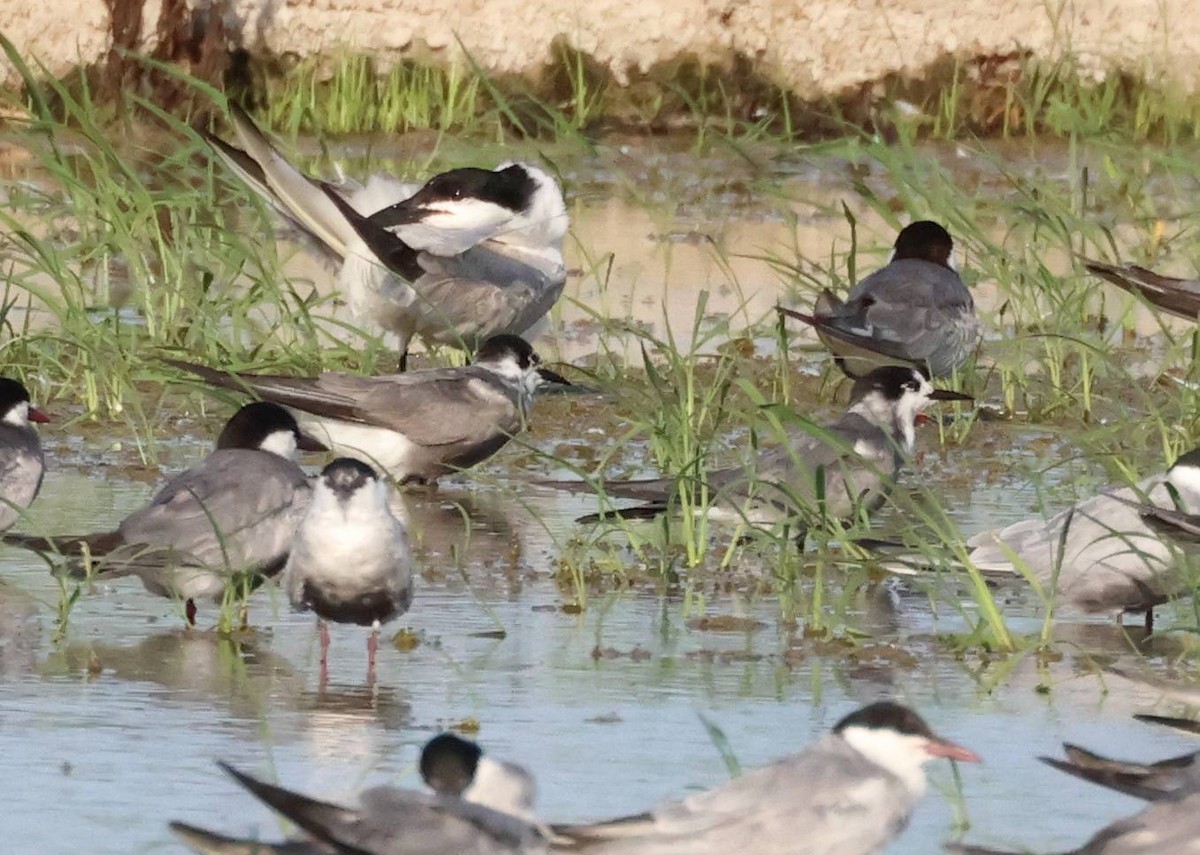 Black Tern - ML638556083