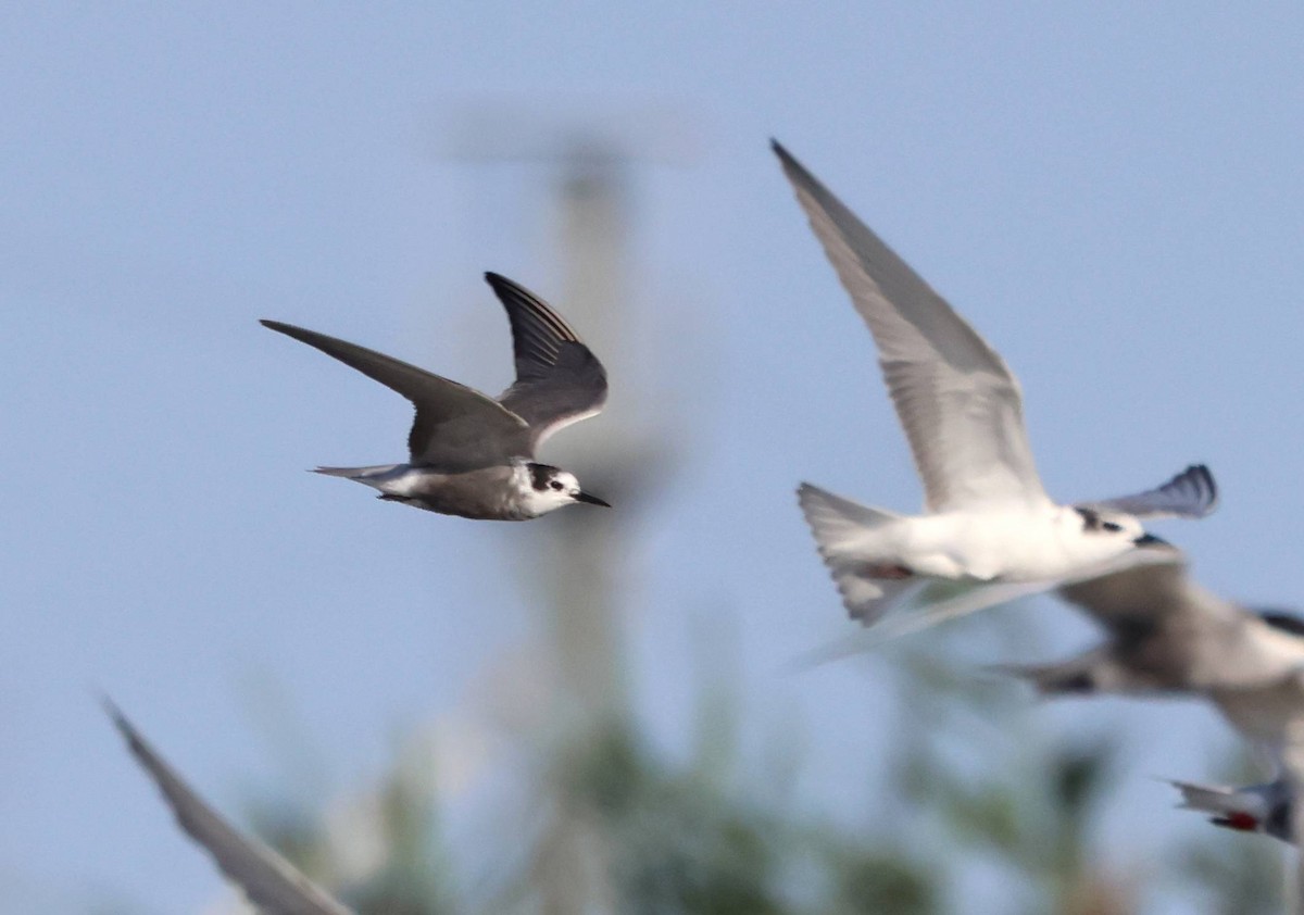Black Tern - ML638556090