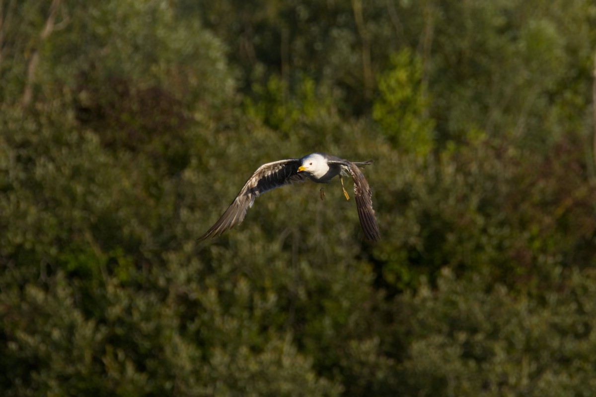 Lesser Black-backed Gull - ML638556101