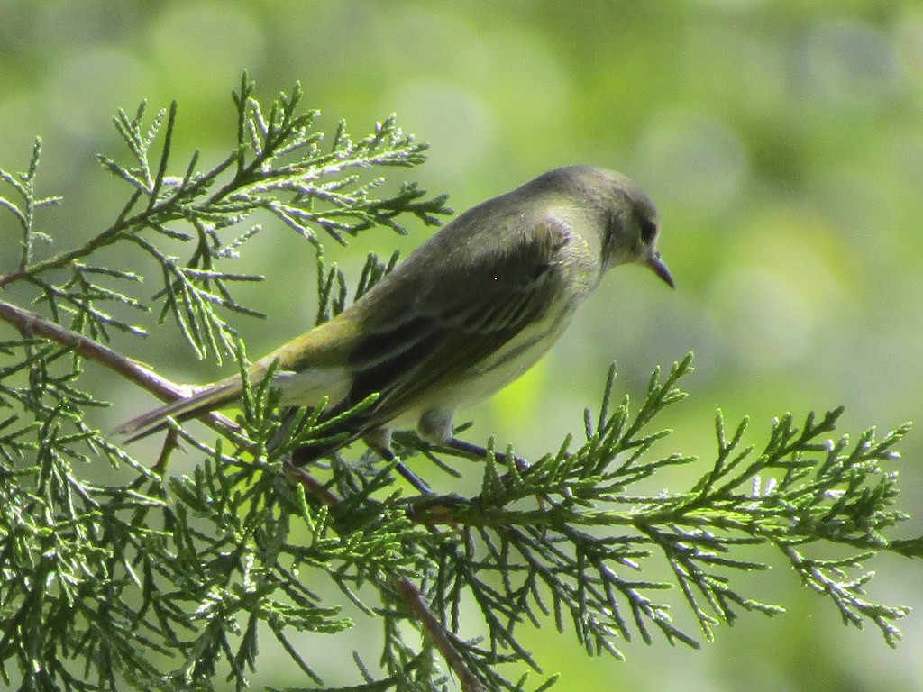 Cape May Warbler - ML638556108