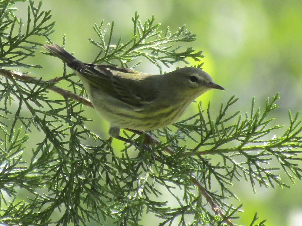 Cape May Warbler - ML638556109