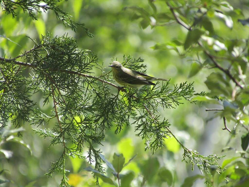 Cape May Warbler - ML638556111