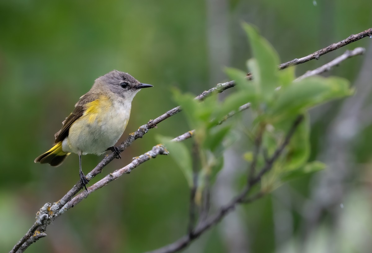 American Redstart - ML638556136