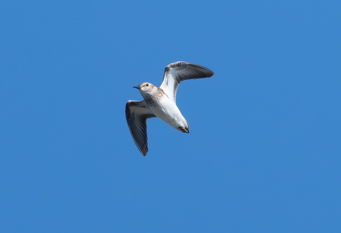 Least Sandpiper - ML638556203