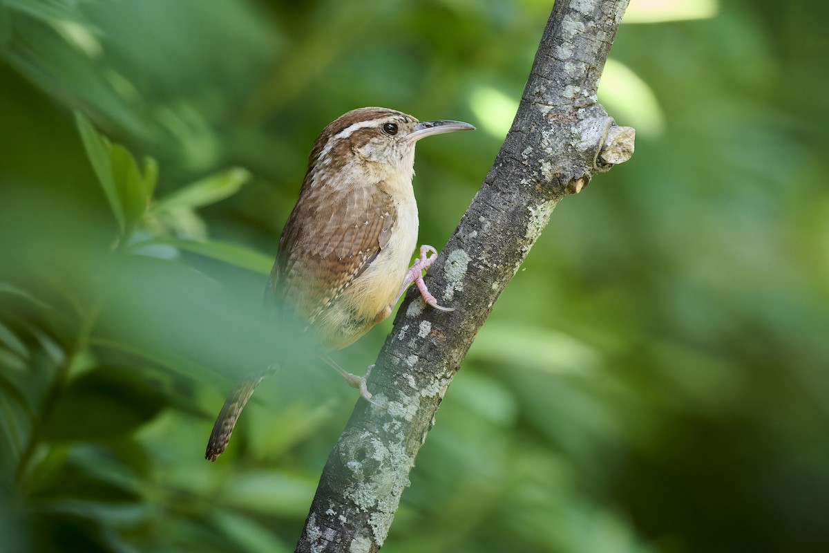 Carolina Wren - ML638556207