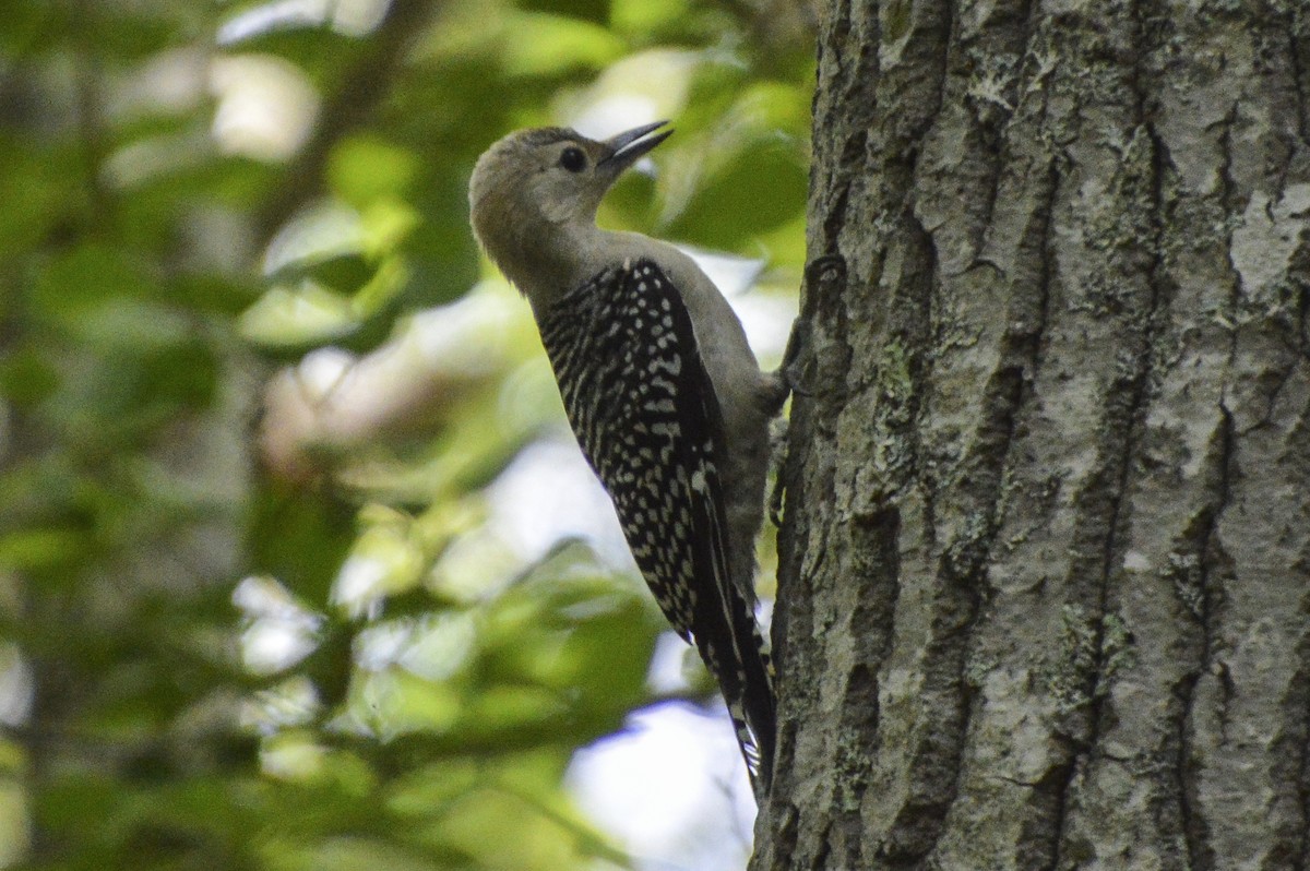 Red-bellied Woodpecker - ML638556208