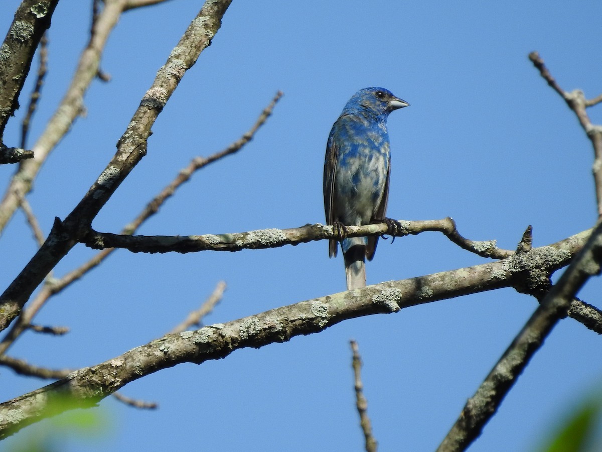 Indigo Bunting - ML638556209