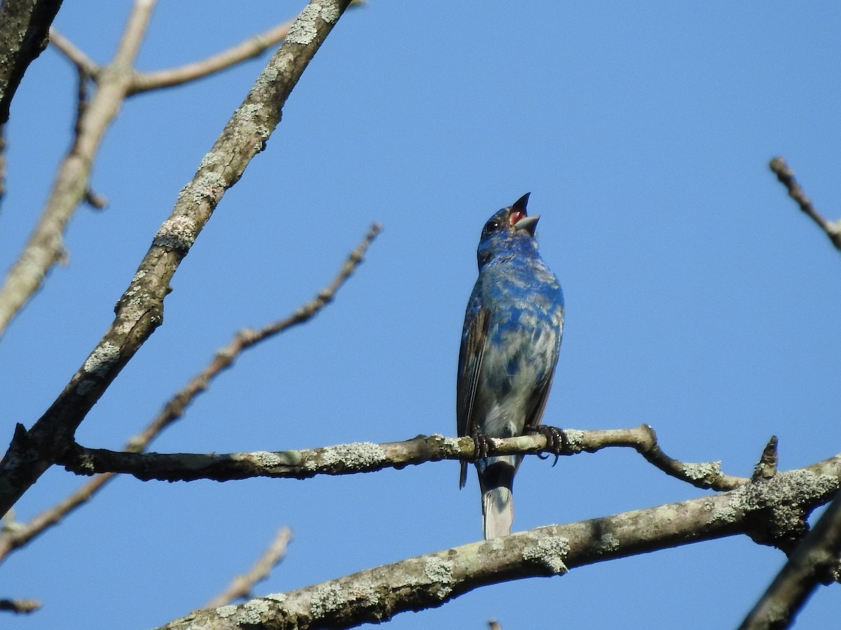 Indigo Bunting - ML638556210